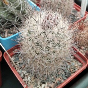 Еchinomastus durangensis PC90 -Piltz- cube-7cm-
