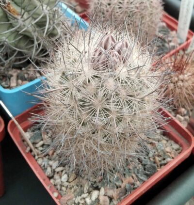 Еchinomastus durangensis PC90 -Piltz- cube-7cm-