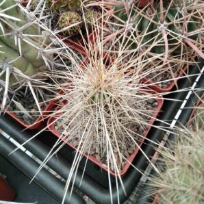 E. stramineus -cube-7cm- super spines-