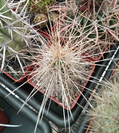 E. stramineus -cube-7cm- super spines-