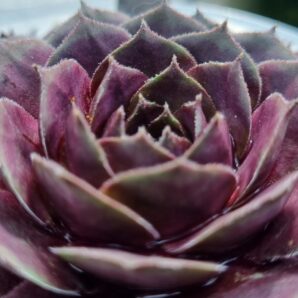 Sempervivum "OLD ROSE"