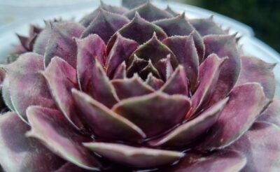 Sempervivum "OLD ROSE"