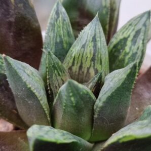 Haworthia "MAGNIFICA X SPLENDENS X ATROFUSCA"
