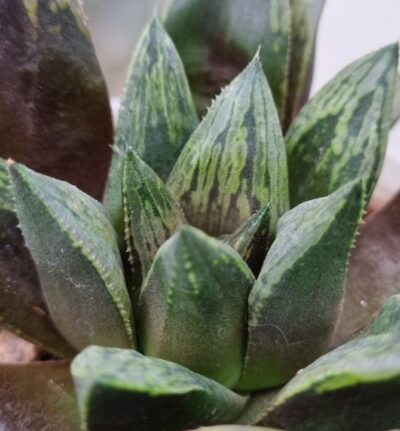 Haworthia "MAGNIFICA X SPLENDENS X ATROFUSCA"