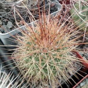 Mammillaria parkinsonii -cube-7cm-