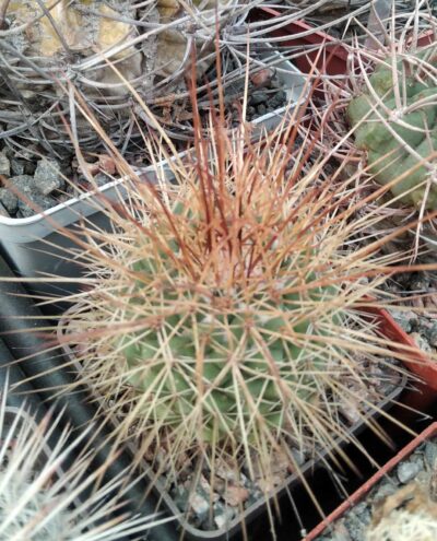 Mammillaria parkinsonii -cube-7cm-