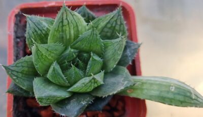 Haworthia "DECIPIENS” var. - Зображення 3