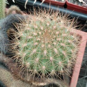 Matucana calvescens -LB- diam.-7-8cm-