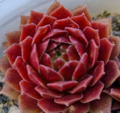 Sempervivum "LAURA LEE" - Зображення 2