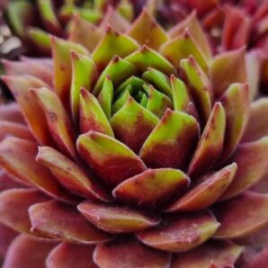 Sempervivum "BRAUMEISE"