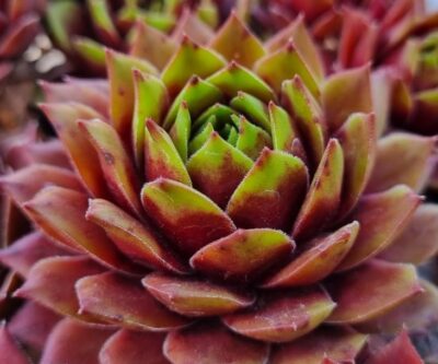 Sempervivum "BRAUMEISE"