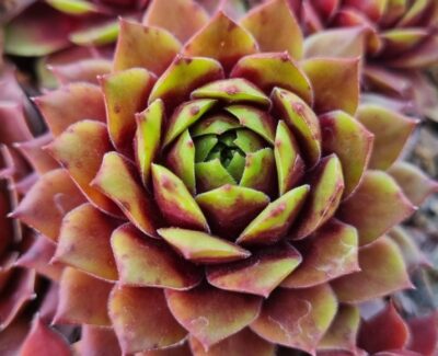 Sempervivum "BRAUMEISE" - Зображення 3