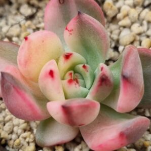 Echeveria "FLAMENKO" var.