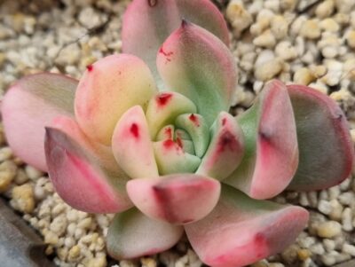 Echeveria "FLAMENKO" var.