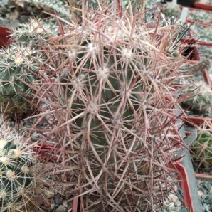 Echinomastus jonsonii SB690 -MG- cube-8cm-rare!-