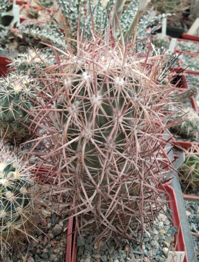 Echinomastus jonsonii SB690 -MG- cube-8cm-rare!-