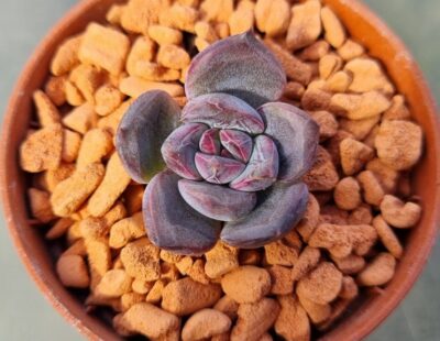 Echeveria "PURPLE STONE" - Зображення 2