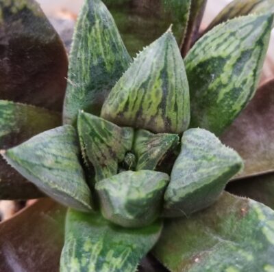 Haworthia "MAGNIFICA X SPLENDENS X ATROFUSCA" - Зображення 2