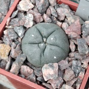 Lophophora viridescens -Encarnasion- cube-5cm-