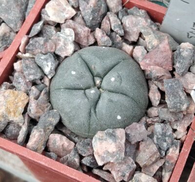 Lophophora viridescens -Encarnasion- cube-5cm-