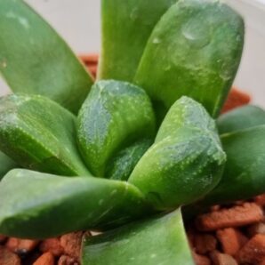 Haworthia "Gold Rush"