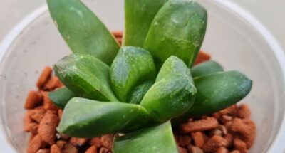 Haworthia "Gold Rush"