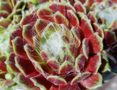 Sempervivum "SIELBERINA" - Зображення 2