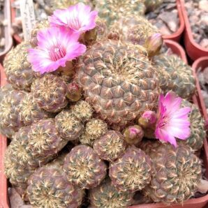 Sulcorebutia rauschii f. 'Gold' -small pink flovers- пагони-