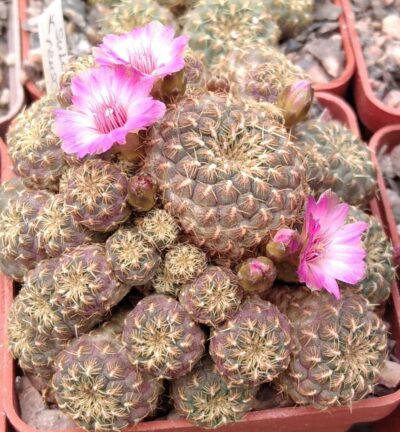 Sulcorebutia rauschii f. 'Gold' -small pink flovers- пагони-
