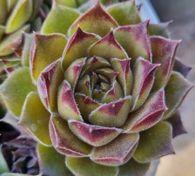 Sempervivum "GERBERSTERN" - Зображення 2