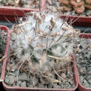 Turbinicarpus hybride- сube-6см-