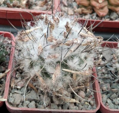 Turbinicarpus hybride- сube-6см-