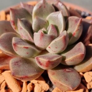 Echeveria "MORALBI"