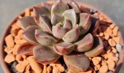 Echeveria "MORALBI"