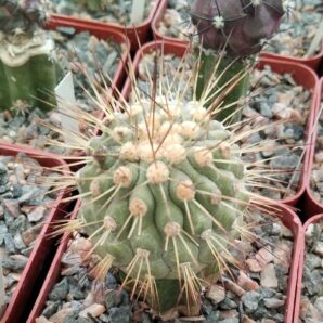 Cop. cinerea v. thenebrosa JN1692 -cube-7cm- rare-