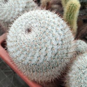 Mammillaria lanata L681 -Piltz-