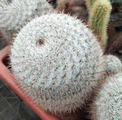 Mammillaria lanata L681 -Piltz-
