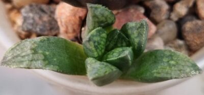 Haworthia "MAGNIFICA X SPLENDENS X ATROFUSCA" - Зображення 3
