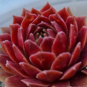 Sempervivum "LAURA LEE"