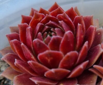 Sempervivum "LAURA LEE"