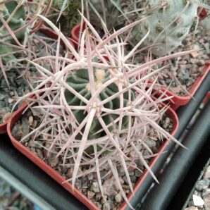 Echinocactus polycephalus – cube-7cm-