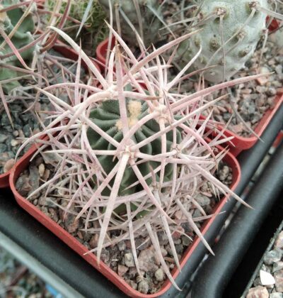 Echinocactus polycephalus – cube-7cm-