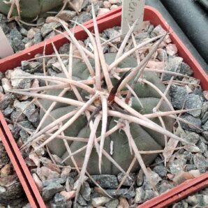 Gymnocalycium cardenasianum v. longispinum -cube-6cm-відбір-