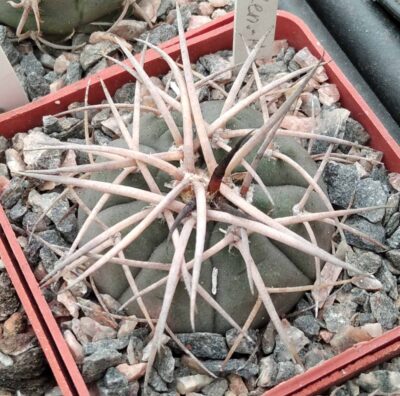 Gymnocalycium cardenasianum v. longispinum -cube-6cm-відбір-