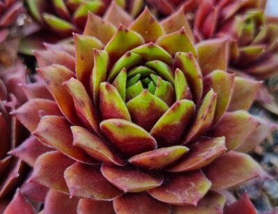 Sempervivum "BRAUMEISE" - Зображення 2
