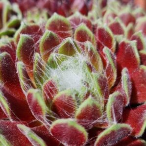 Sempervivum "SIELBERINA"