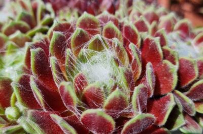 Sempervivum "SIELBERINA"