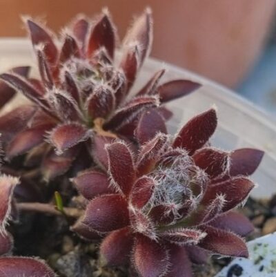 Sempervivum "KEFIRA" - Зображення 2