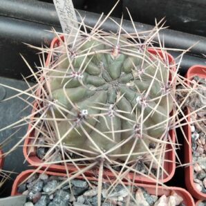 Gymnocalycium gibbosum v. ferox JPR54-121 -cube-7cm-