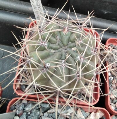 Gymnocalycium gibbosum v. ferox JPR54-121 -cube-7cm-